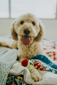 A dog with his tongue out 