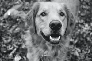 A dog smiling