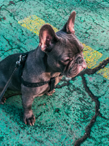 A black french bulldog 